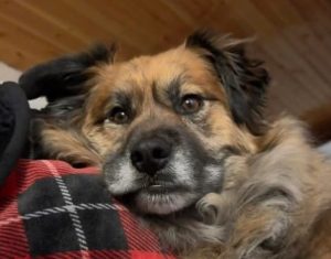 Finn, a German Shepherd Siberian Husky mix dog for adoption in Edmonton. Finn is cuddled up on a red plaid blanket.