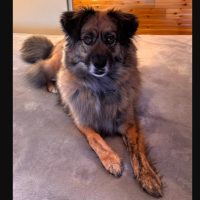 Finn, A German Shepherd Siberian Husky Mix Dog For Adoption In Edmonton. Finn Is Sitting On The Carpet Looking At The Camera.