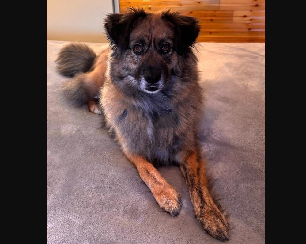 Finn, a German Shepherd Siberian Husky mix dog for adoption in Edmonton. Finn is sitting on the carpet looking at the camera.