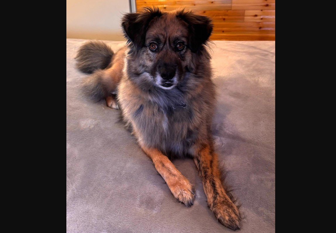 Finn, a German Shepherd Siberian Husky mix dog for adoption in Edmonton. Finn is sitting on the carpet looking at the camera.