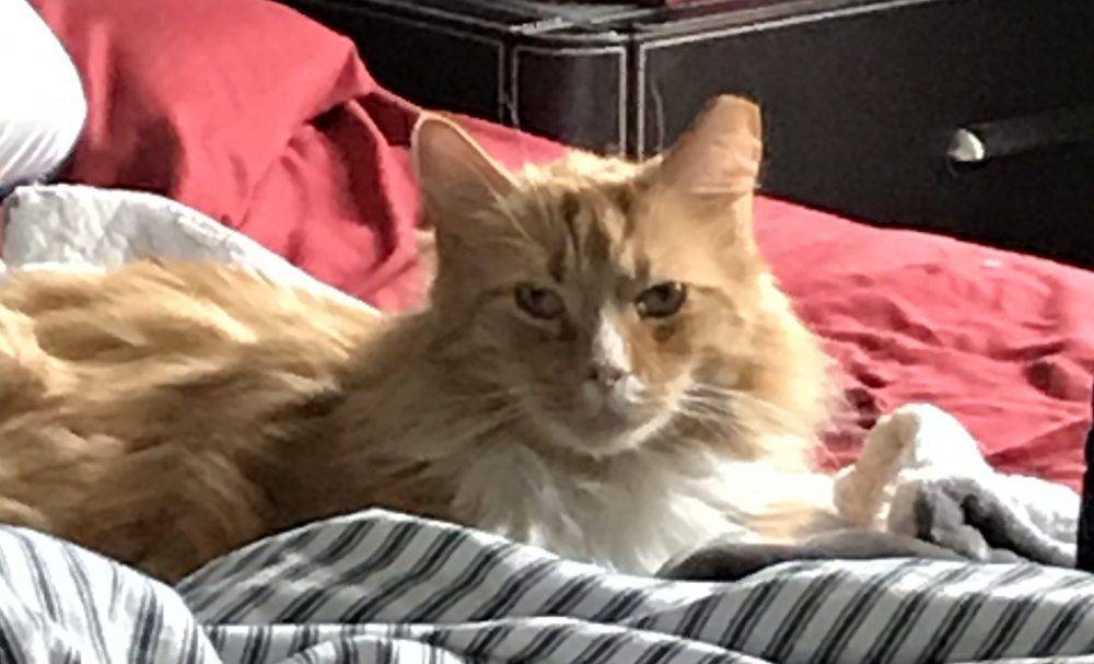 fluff orange tabby maine coon adopt pittsburgh 4