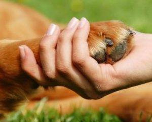 Image shws a dog paw inside a compassionate human hand