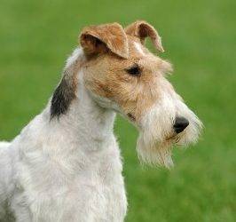Wire fox terrier rehoming