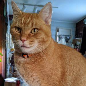 Orange tabby cat for adoption richmond va adopt fritoes