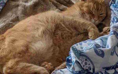 Orange Tabby Cat for Adoption in Richmond VA – Supplies Included – Adopt Fritoes
