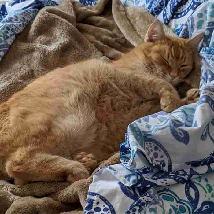 Orange Tabby Cats For Adoption Near You - Adoptable Pet Listings