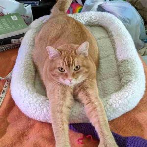Orange tabby cat for adoption in richmond va – supplies included – adopt fritoes