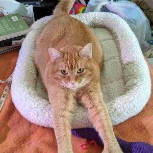 Orange Tabby cat for Adoption Richmond VA Adopt Fritoes