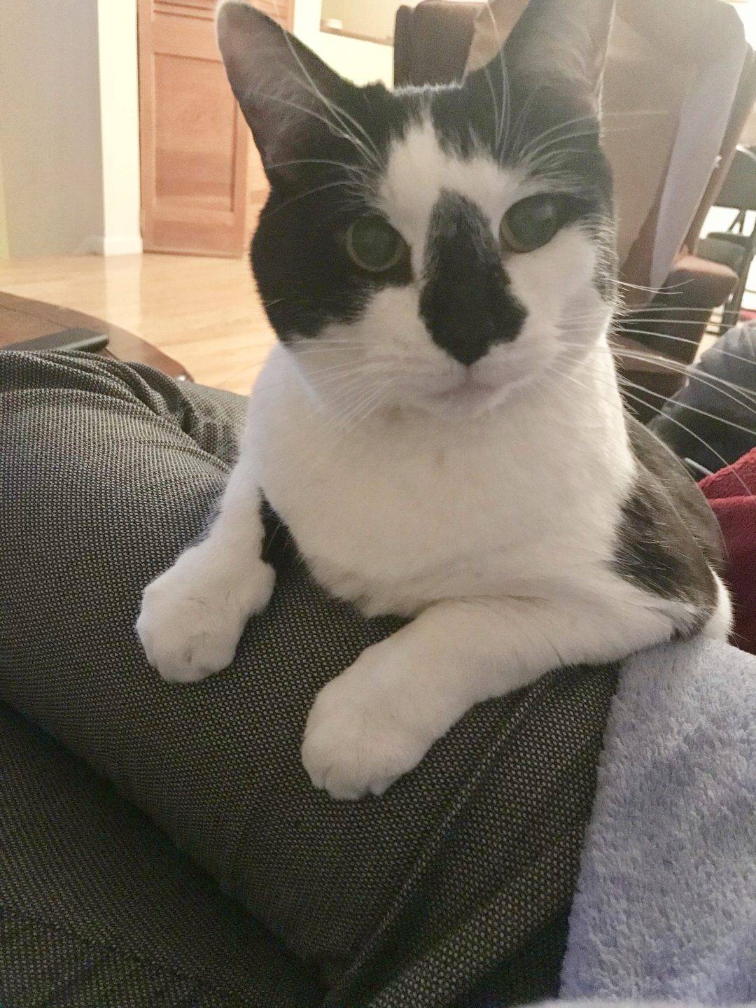 Long Island NY Amazing Tuxedo Cat For Private Adoption Meet Dr