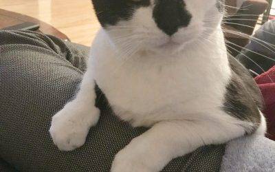 Long island ny – amazing tuxedo cat for private adoption – meet dr. Sweets