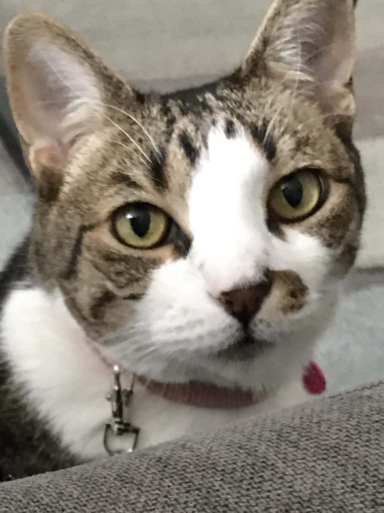 Fleurette - tabby tuxedo cat for adoption in new york city ny