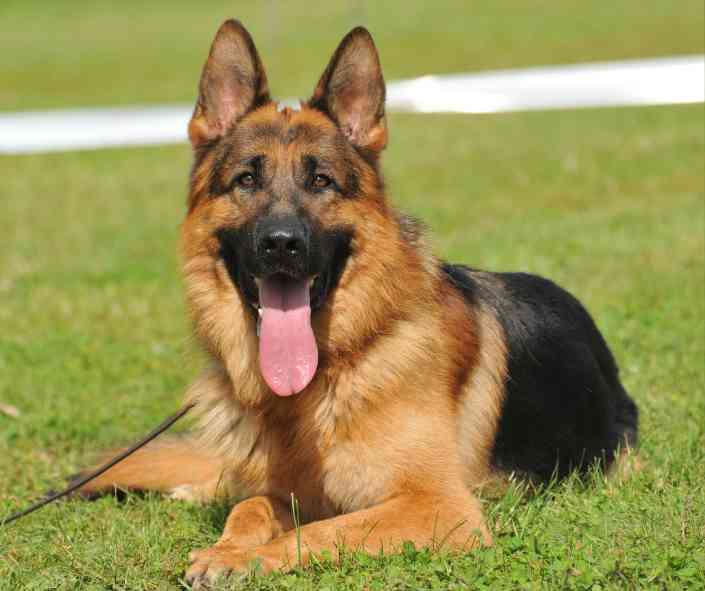 german shepherd photo