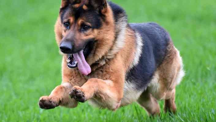 german shepherd photo (7)