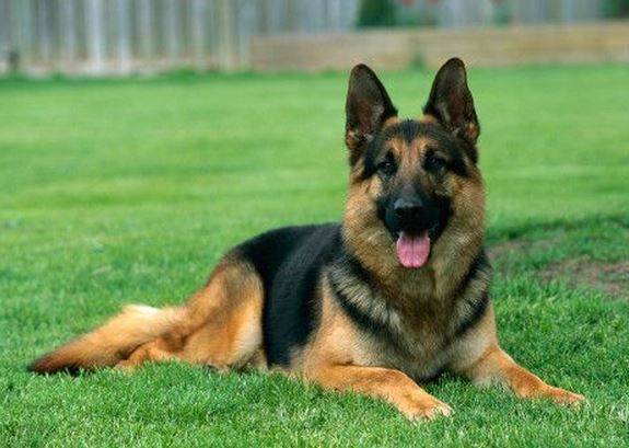 German Shepherd Rehoming Services