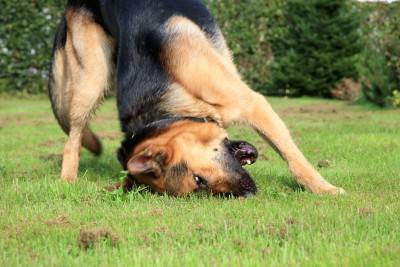 German shepherd adoption