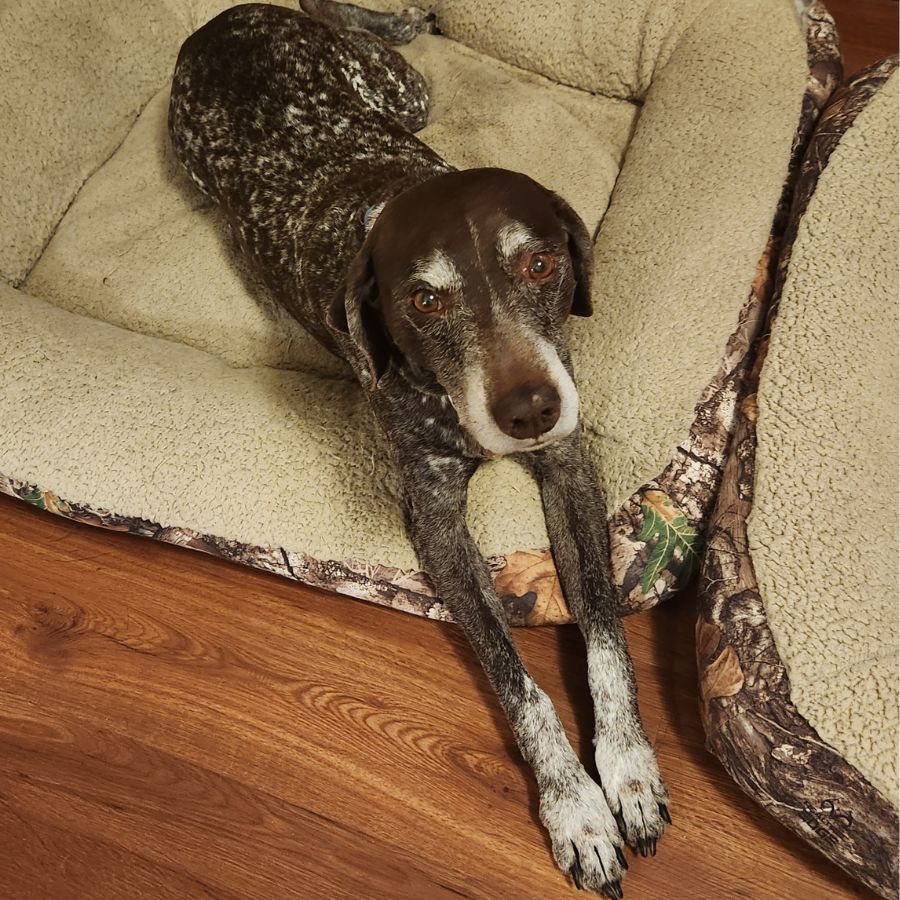 German shorthaired pointer adoption houston