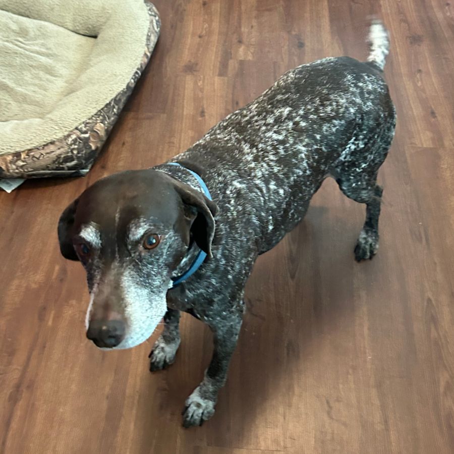 German shorthaired pointer adoption houston