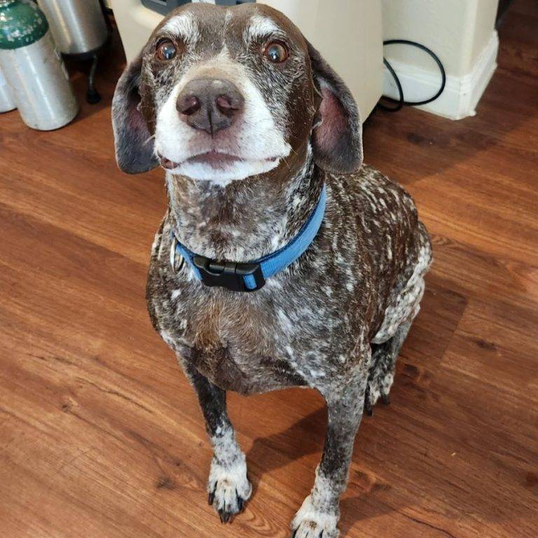 German Shorthaired Pointer Dog for Adoption in Houston TX Adopt Boomer
