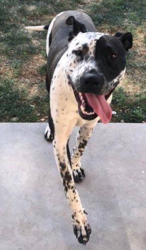 German shorthaired pointer mix adopt