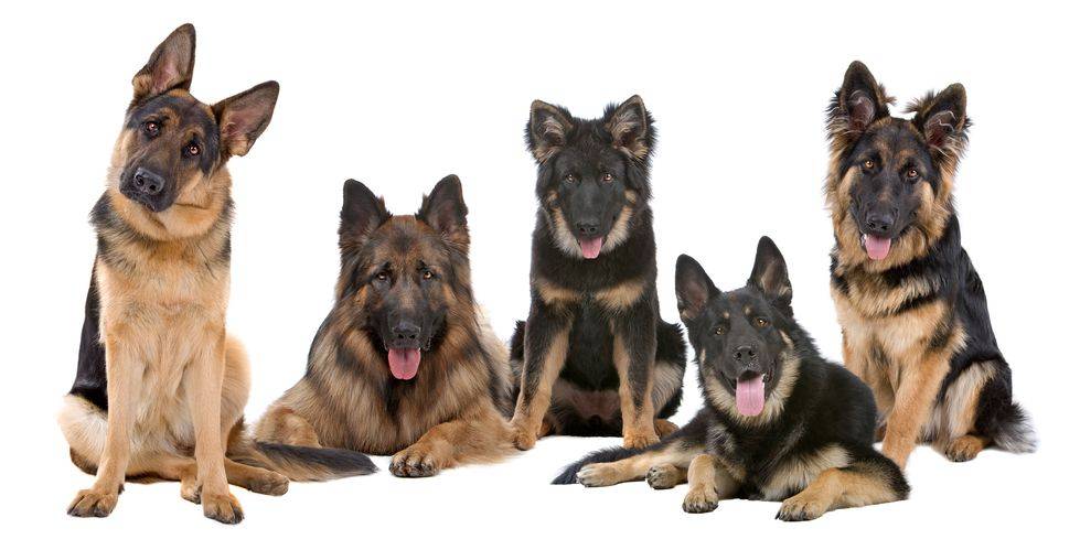 Thinking of adopting a German Shepherd dog or puppy? Pet Net helps unite German Shepherd owners who can no longer care for their companions with dog lovers looking to add a wonderful pre-loved German Shepherd to their lives. Find German Shepherd dogs and puppies for adoption by owner throughout the USA and Canada on Pet Net.
