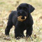 Giant schnauzer is a giant allergy friendly dog breed.