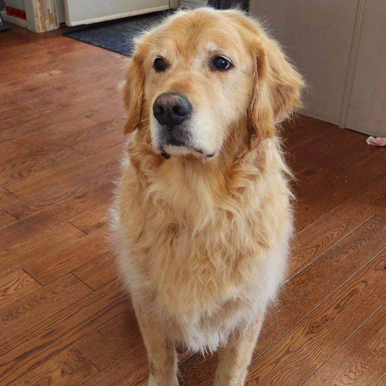 Purebred Golden Retriever for Adoption in Peterborough (Selwyn) ON Adopt Oakley