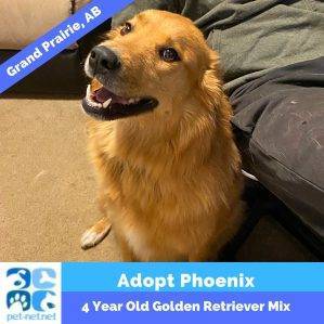 Golden Retriever Mix For Adoption In Grand Prairie AB – Adopt Phoenix