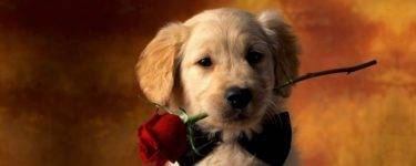 Golden retriever dog breed photo
