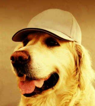 Golden retriever dog breed picture