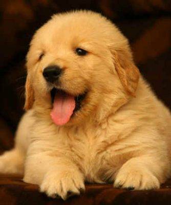 Adorable golden retriever puppy