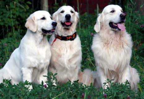 the dogs of war movie cast
