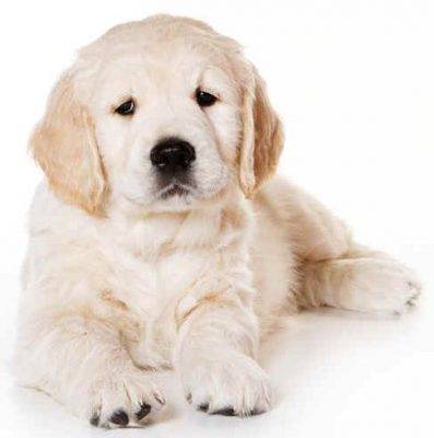 Golden retriever puppy picture