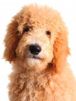 Goldendoodle Dog Breed Information Guide - All About Goldendoodles