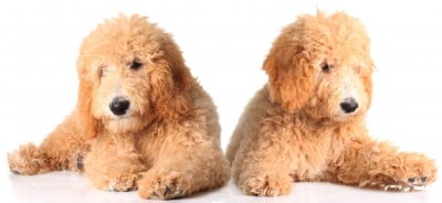 Goldendoodle dogs and puppies