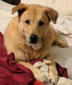 Yellow labrador retriever chow chow mix dog for adoption baltimore md – adopt gracie today