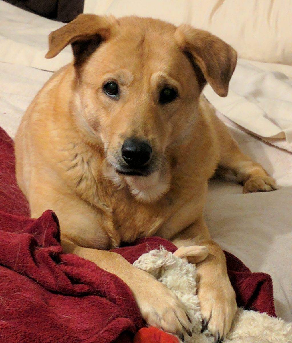 Golden Labrador Retriever For Adoption Baltimore MD