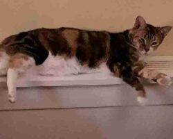 Bonded Calico Cats For Adoption In Brooklyn NY Adopt Jasmine And Gracie