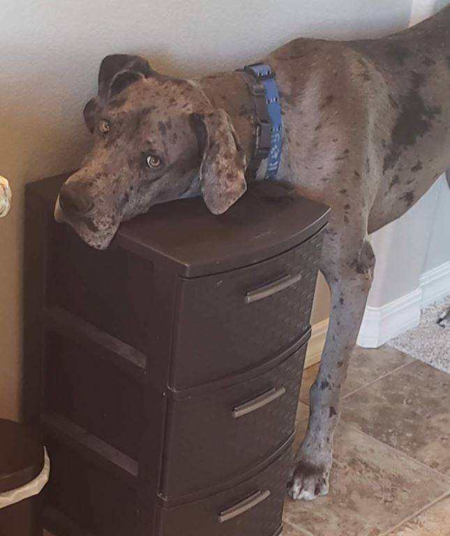 Great Dane For Adoption In Denver Co Area Adopt Ripley