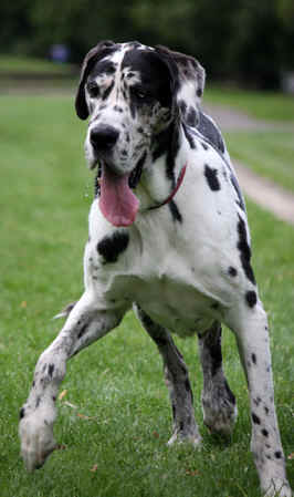 great-dane-dog – Pet Rehoming Network