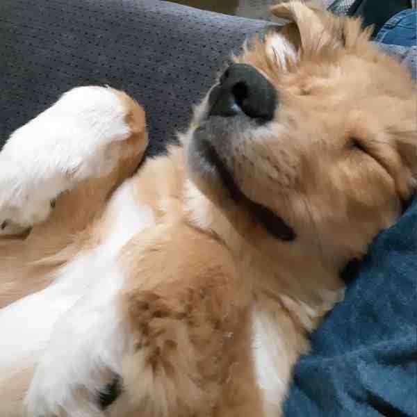 Bernese mountain dog mix adoption calgary