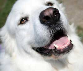 Great Pyrenees Rehoming