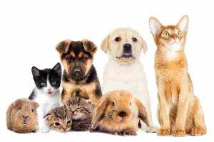 Group of pets including dogs, cats, kittens, puppies