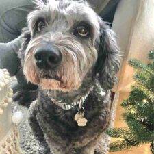 Adorable Mini Labradoodle For Adoption In Beaumont AB - Supplies Included - Adopt Gus