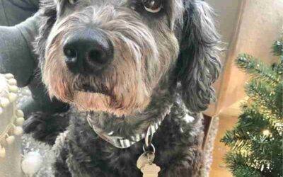ADOPTED – Adorable Mini Labradoodle For Adoption in Beaumont AB – Supplies Included – Adopt Gus