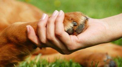 Goldendoodle Rehoming