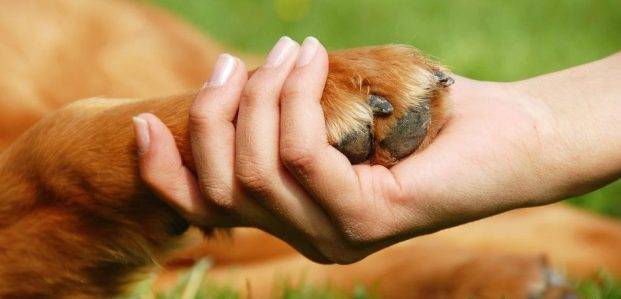 Pet Rehoming - Rehome A Dog Rehome A Cat