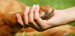 Human hand holding the paw of a golden retriever dog
