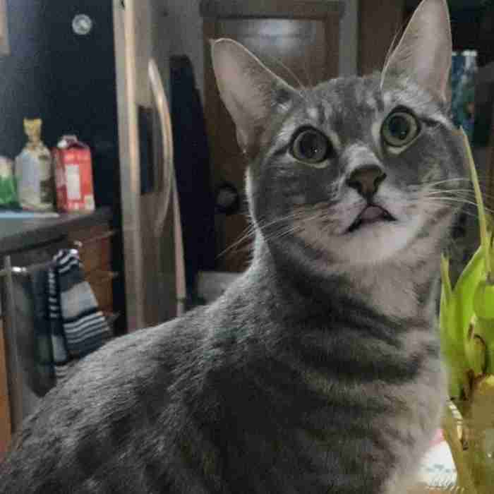 Grey Tabby Cat For Adoption in Queens NY – Supplies Included – Adopt Haru