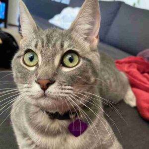Grey tabby cat adoption astoria queens adopt haru