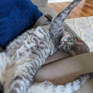Grey tabby cat adoption astoria queens adopt haru